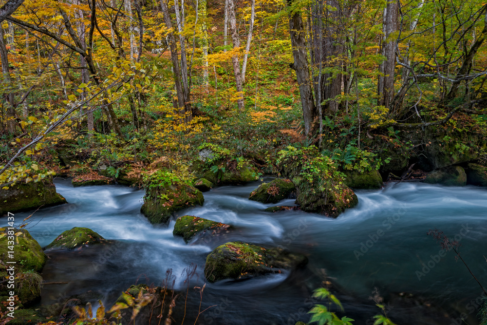 Oirase stream in autumn season, Towada, Japan.