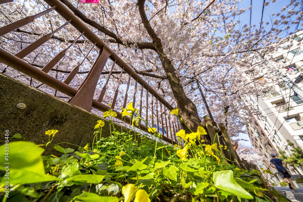 東京の桜