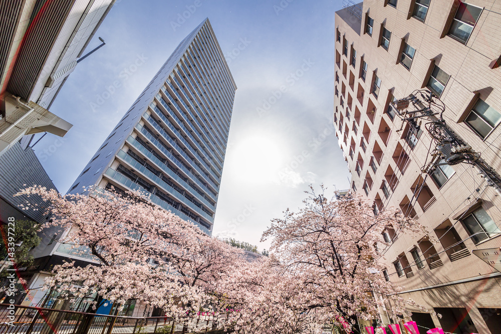 東京の桜