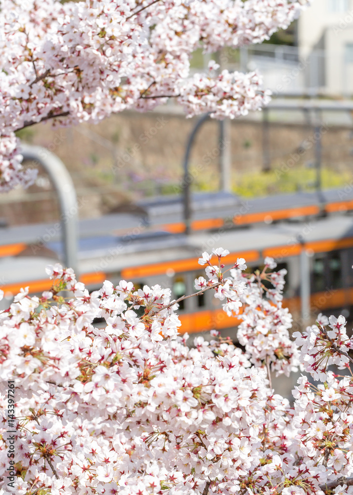 東京の桜