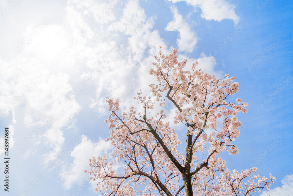 東京の桜