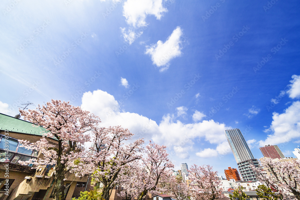 東京の桜