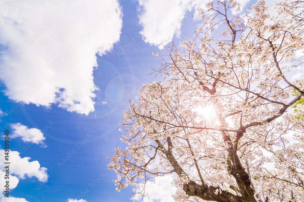 東京の桜