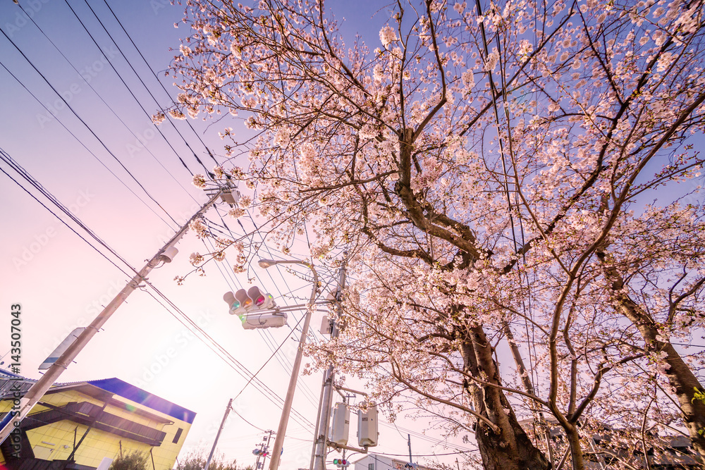 桜