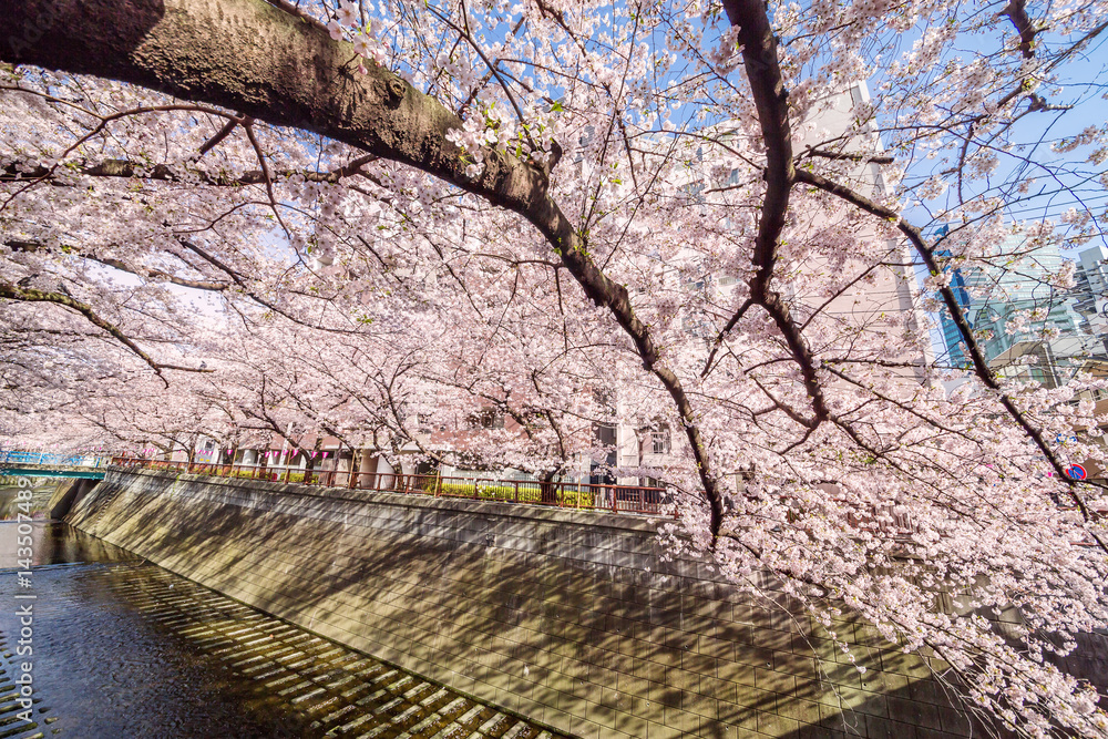 東京の桜