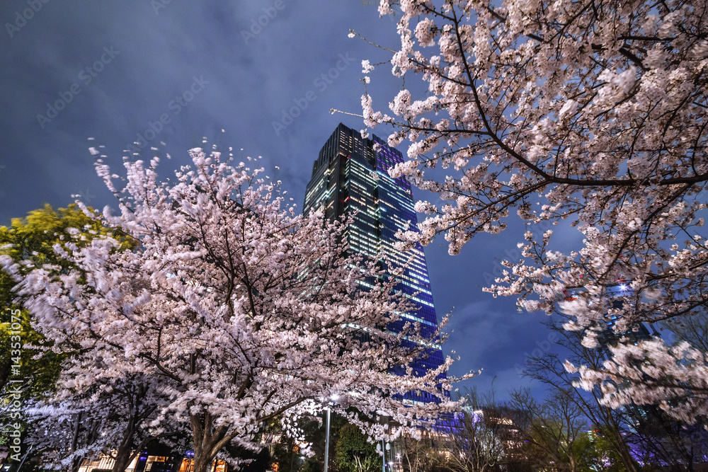 東京の夜桜