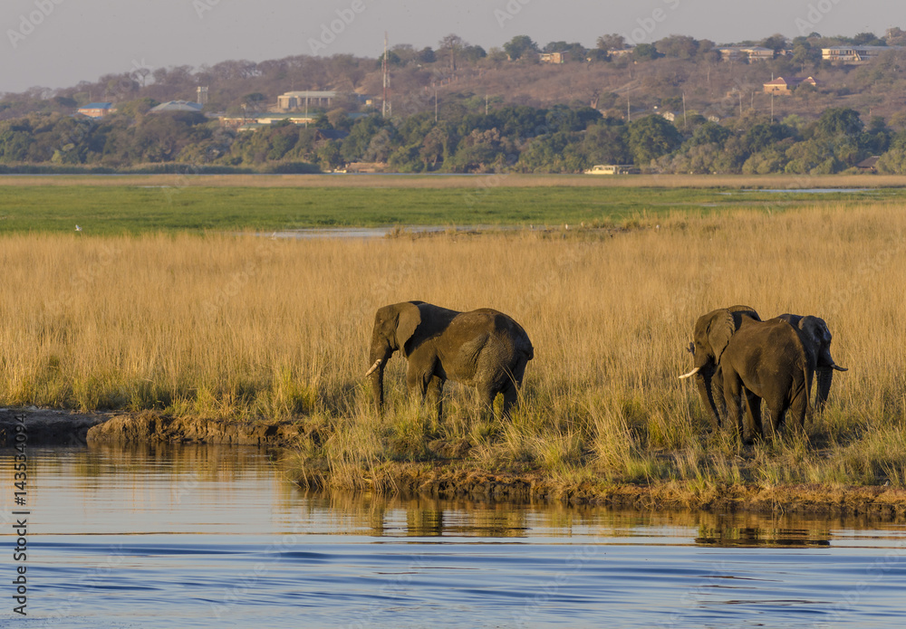 乔贝河畔的非洲丛林象（Loxodonta africana），背后是卡萨内