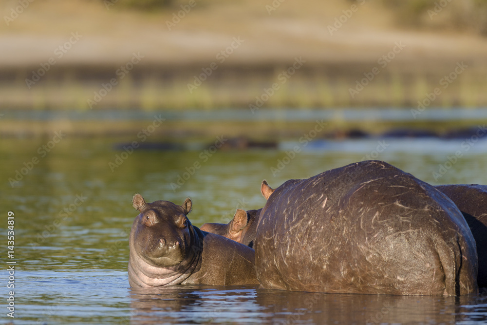 Common hippopotamus or hippo (Hippopotamus amphibius). Botswana