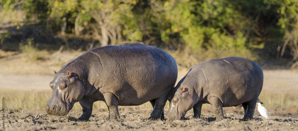 博茨瓦纳常见的河马或河马（hippopotamus amphibius）