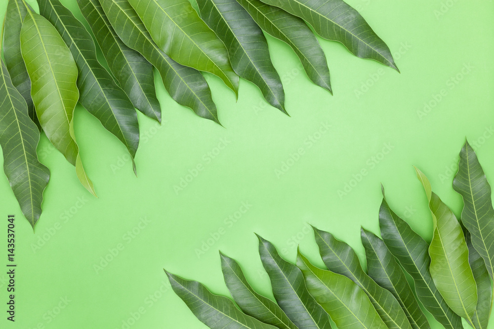 Mango leaves on colorful paper background,concept summer background and product design.