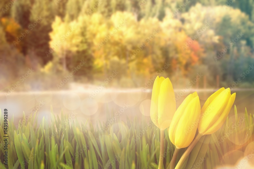 Composite image of yellow tulips