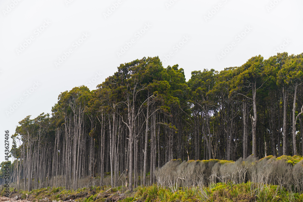 New Zealand tree fern forest wilderness