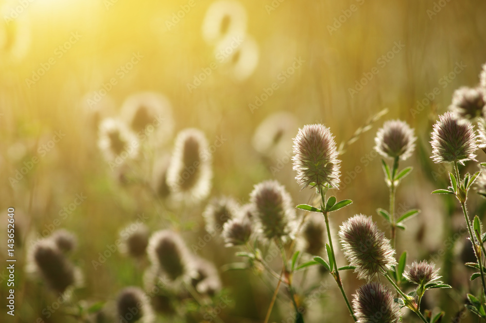 Summer flowering grass