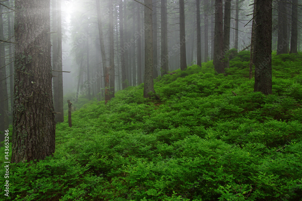 Trees in forest