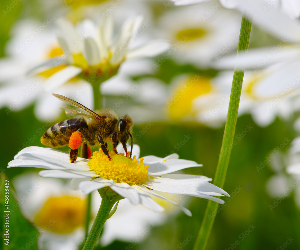 Bee on the flower