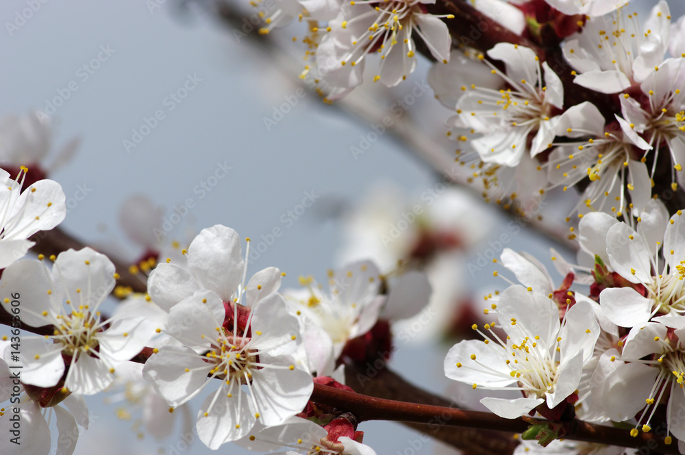 Branch with blossoms