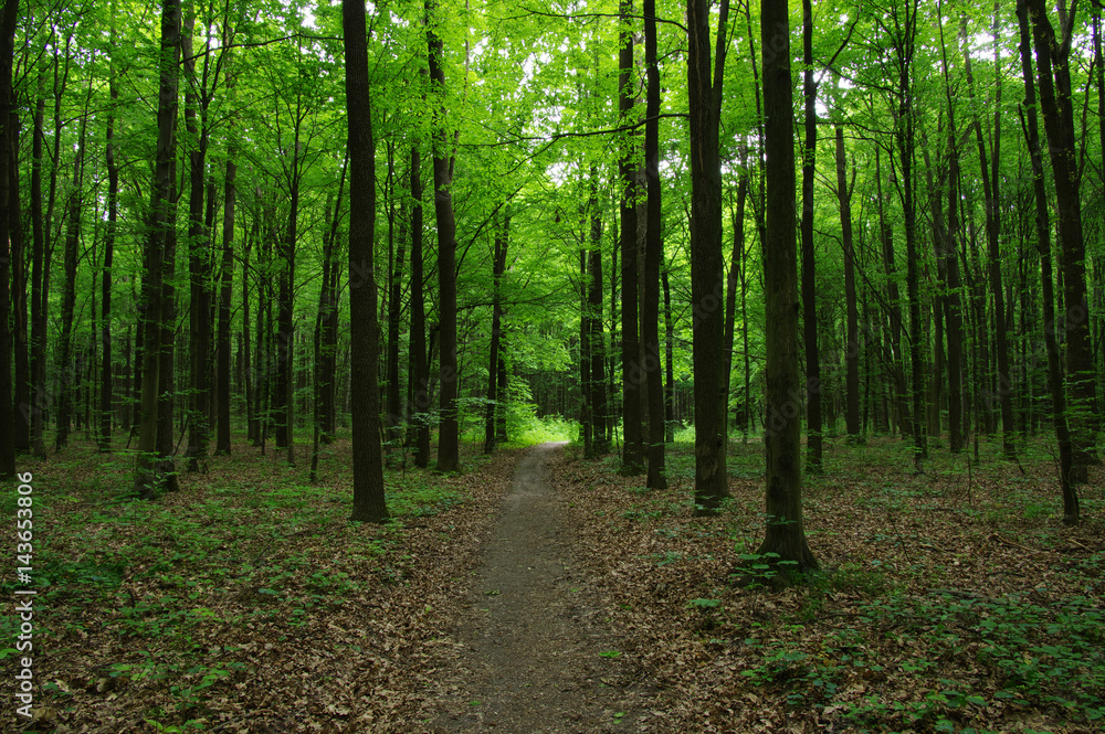 Trees in green forest