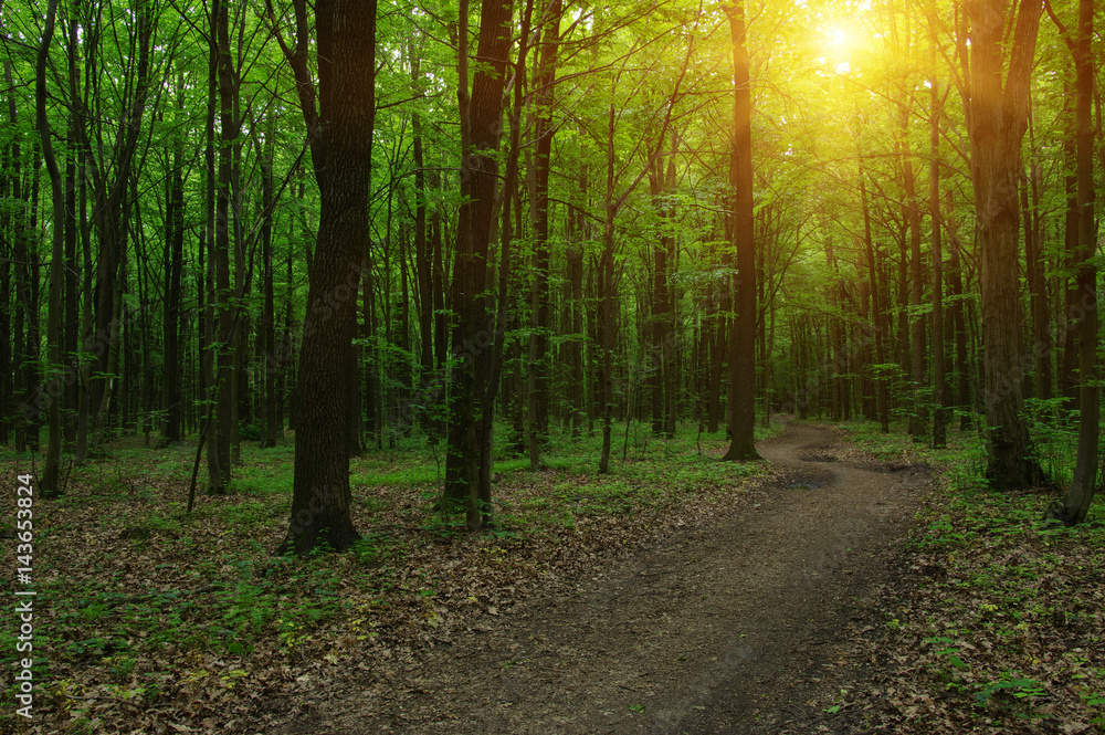 Forest with sunlight.