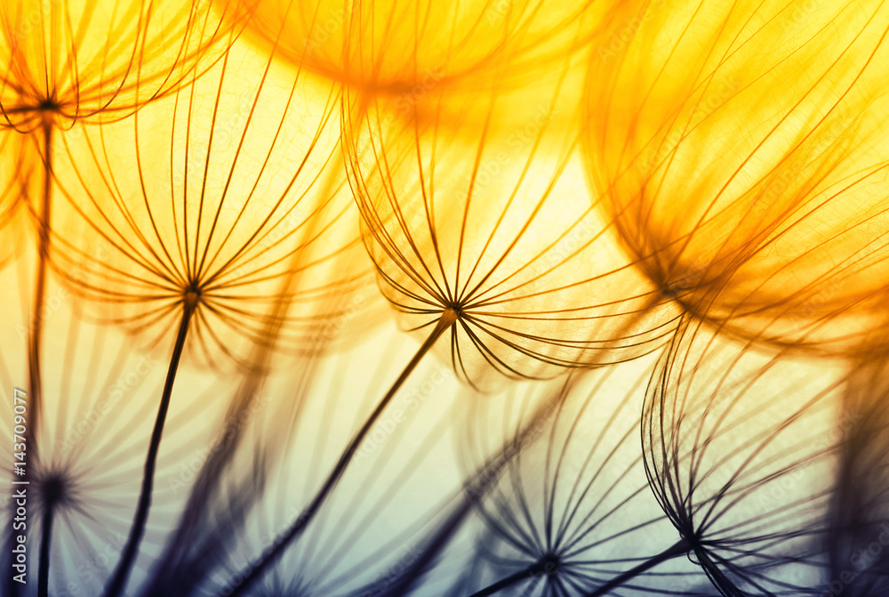  dandelion flower background