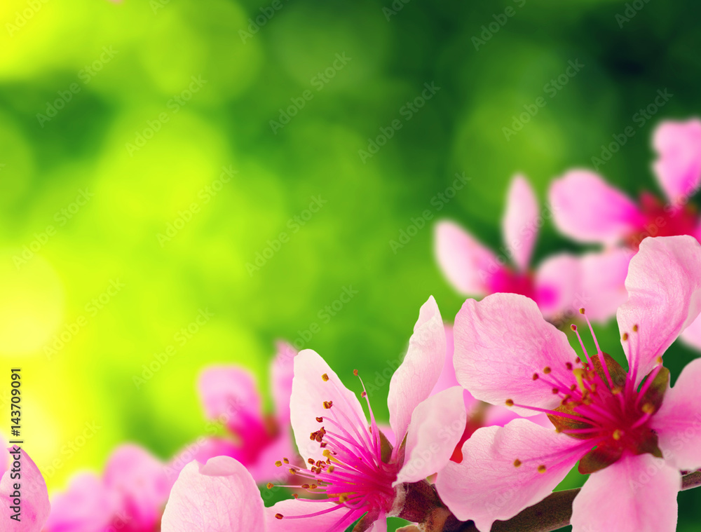 Spring blossom with soft blur background