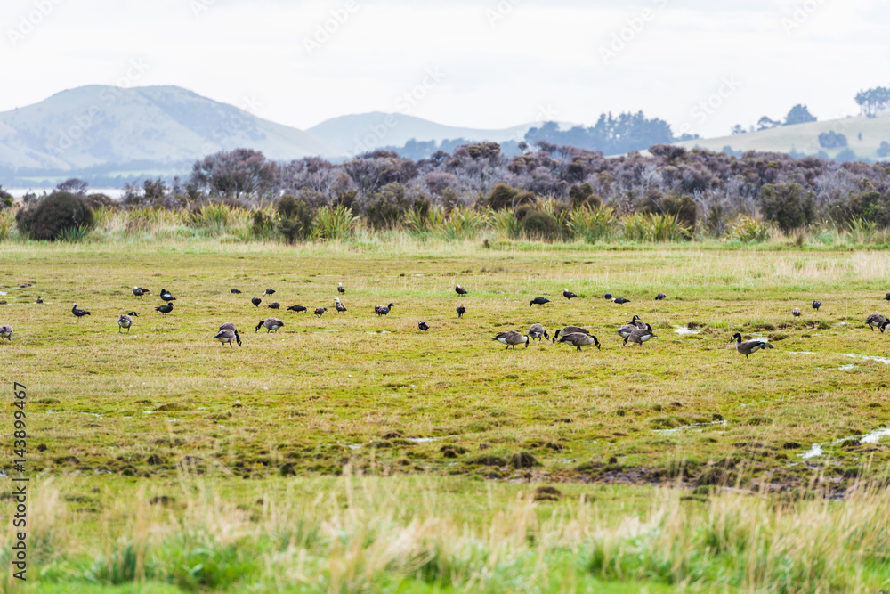 view of Green hills and valleys of the South Island, New Zealand