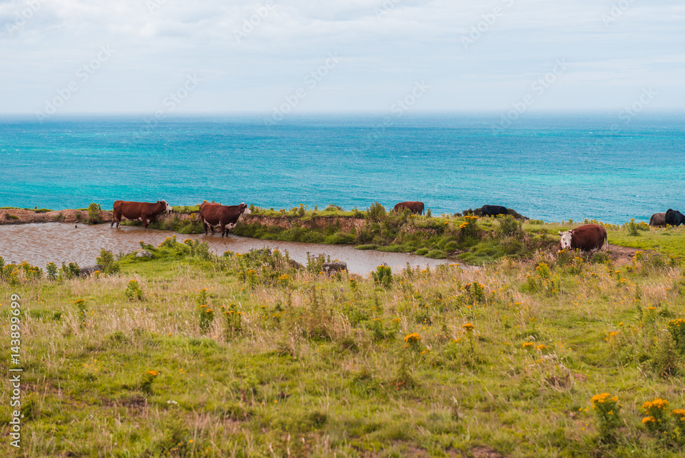 The cow is grazing in the mountains and the background is the ocean