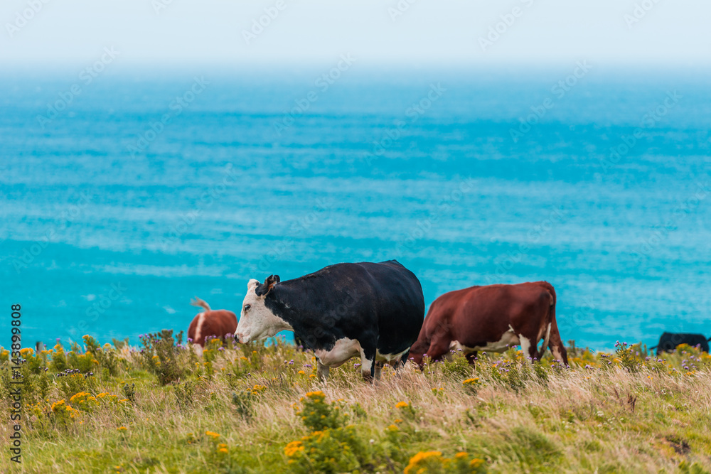 The cow is grazing in the mountains and the background is the ocean