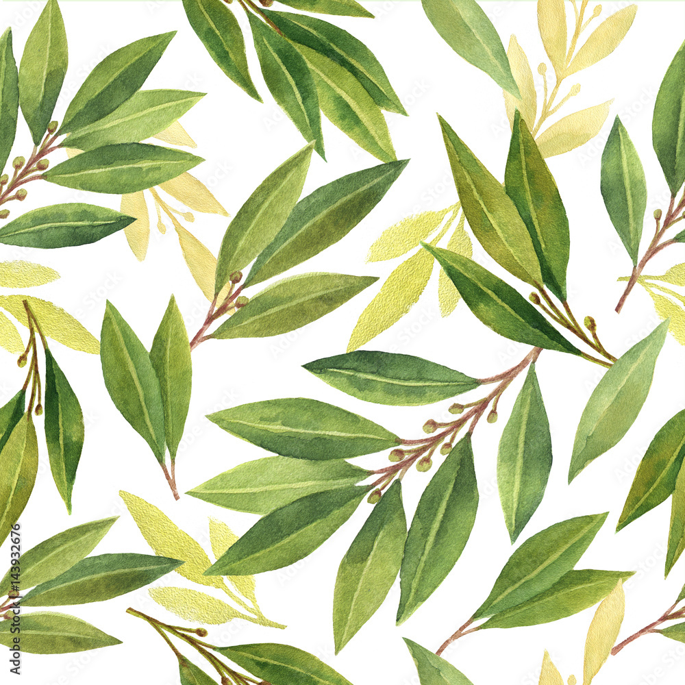 Watercolor Bay leaf seamless pattern of flowers and leaves isolated on white background.