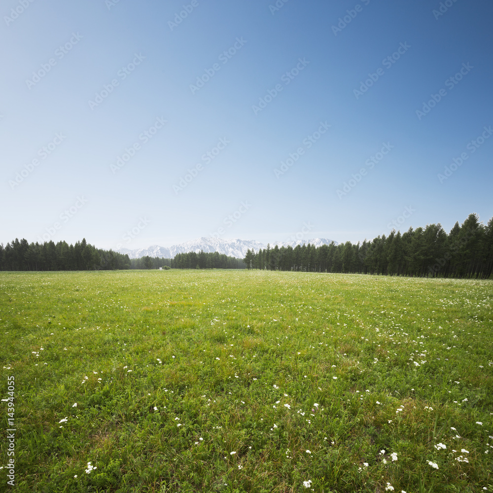 beautiful grass field and white snow mountains