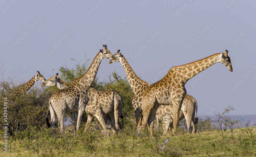 南非长颈鹿或开普长颈鹿（Giraffa Giraffa）群。博茨瓦纳