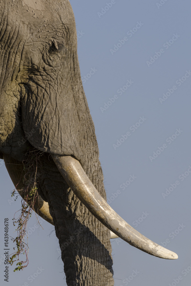 非洲丛林象（Loxodonta africana）