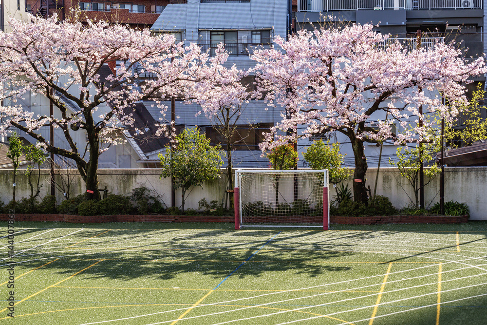 東京の桜