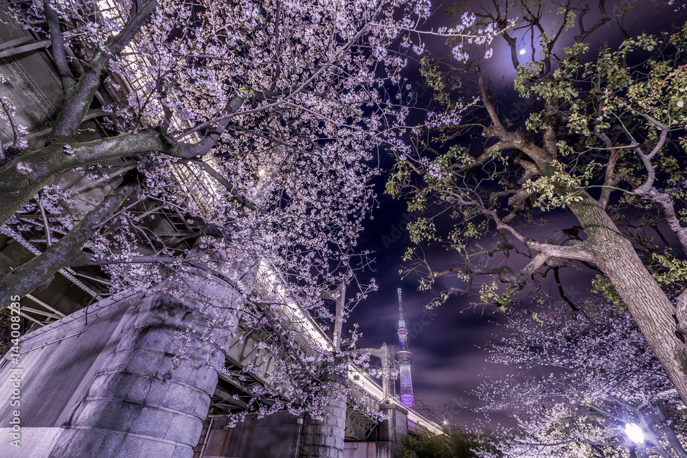 東京の夜桜