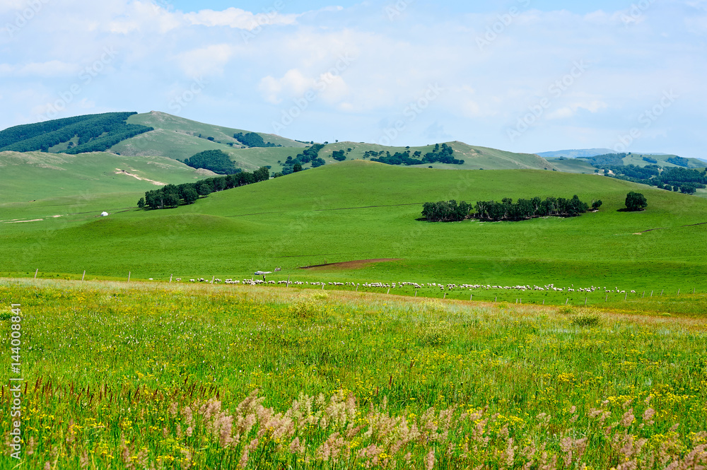 The summer grassland  scenery.