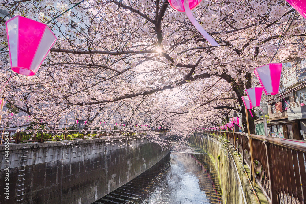 東京の桜