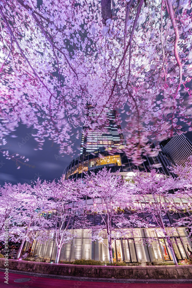 東京の夜桜