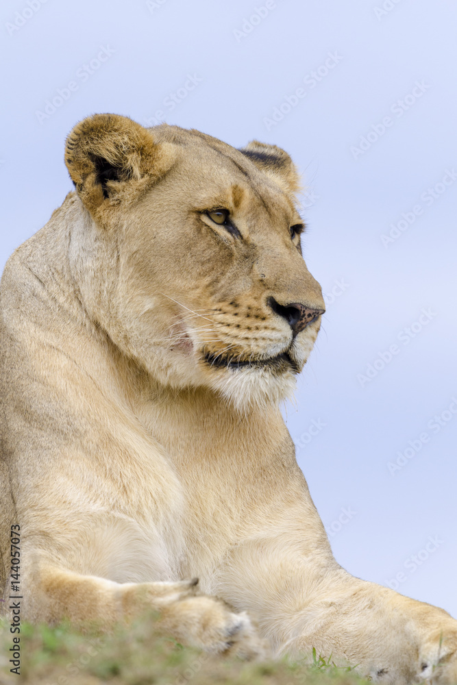 Lion (Panthera leo). KwaZulu Natal. South Africa