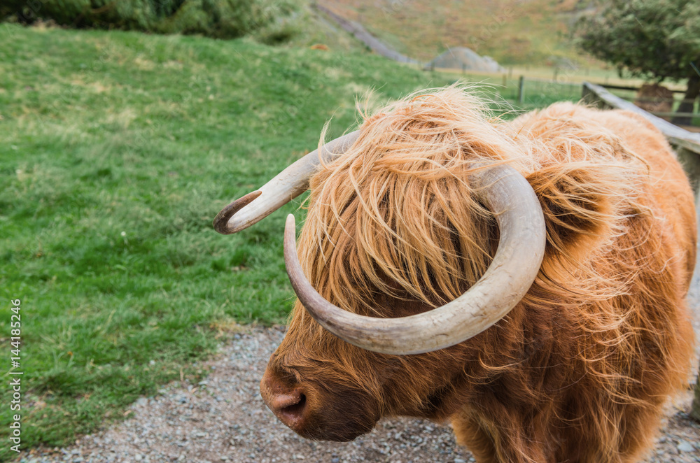 Group of highland cattle grazing in woods