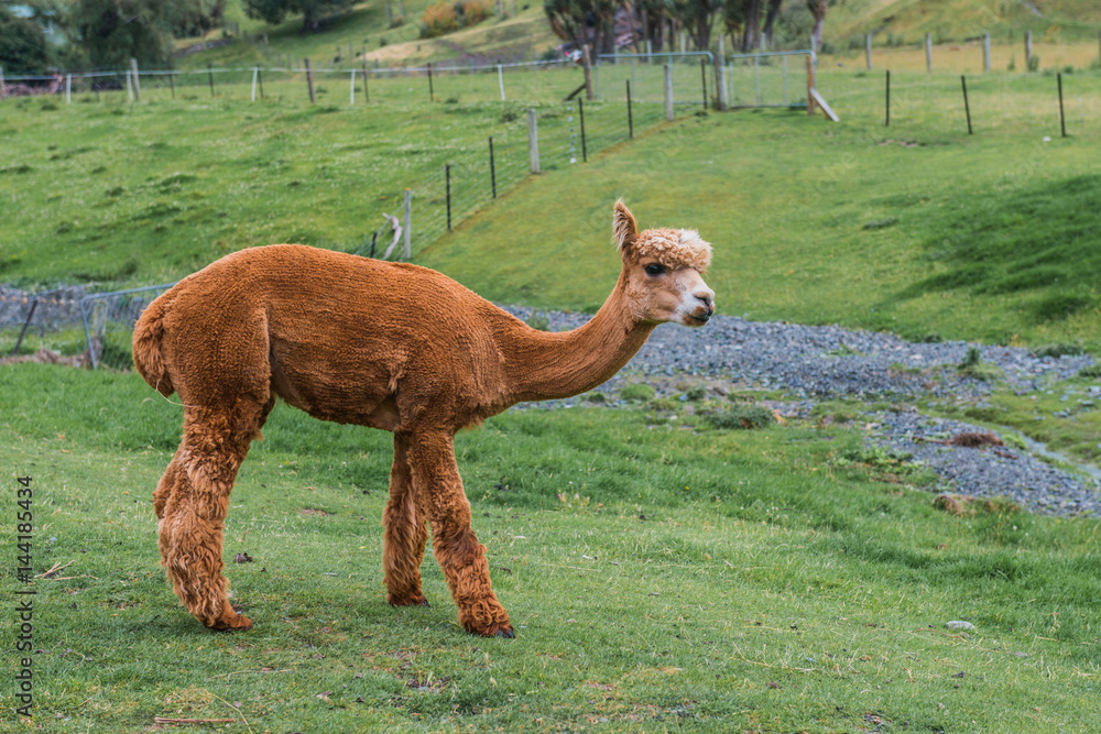 Alpacas on a farm