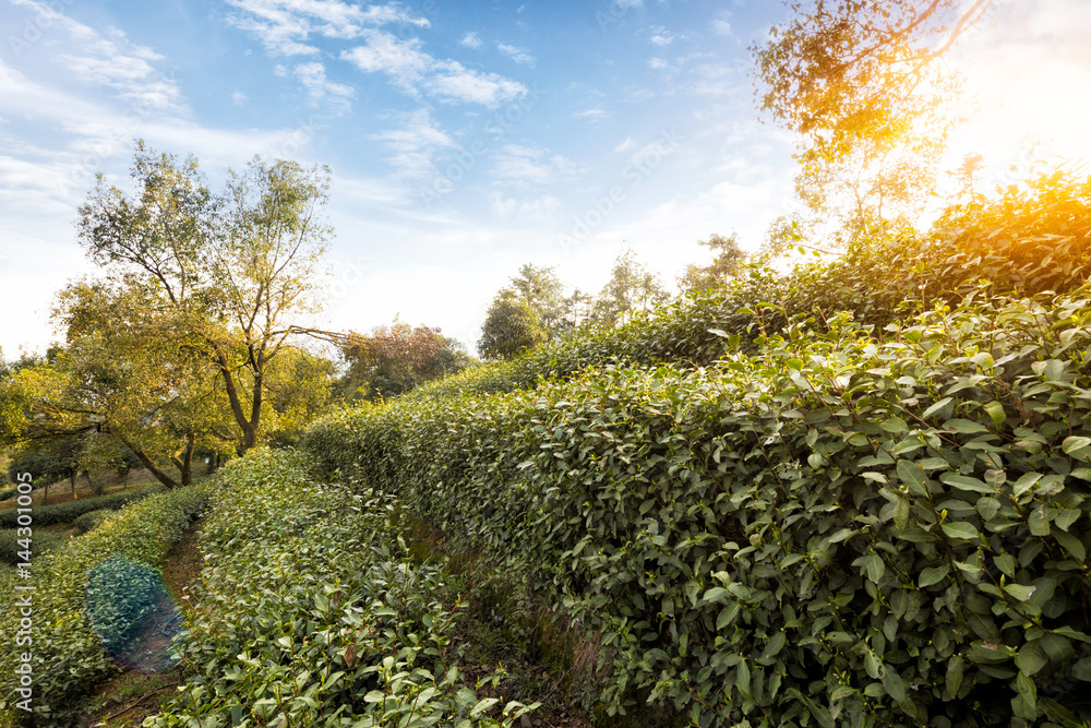 山丘上的绿茶种植园