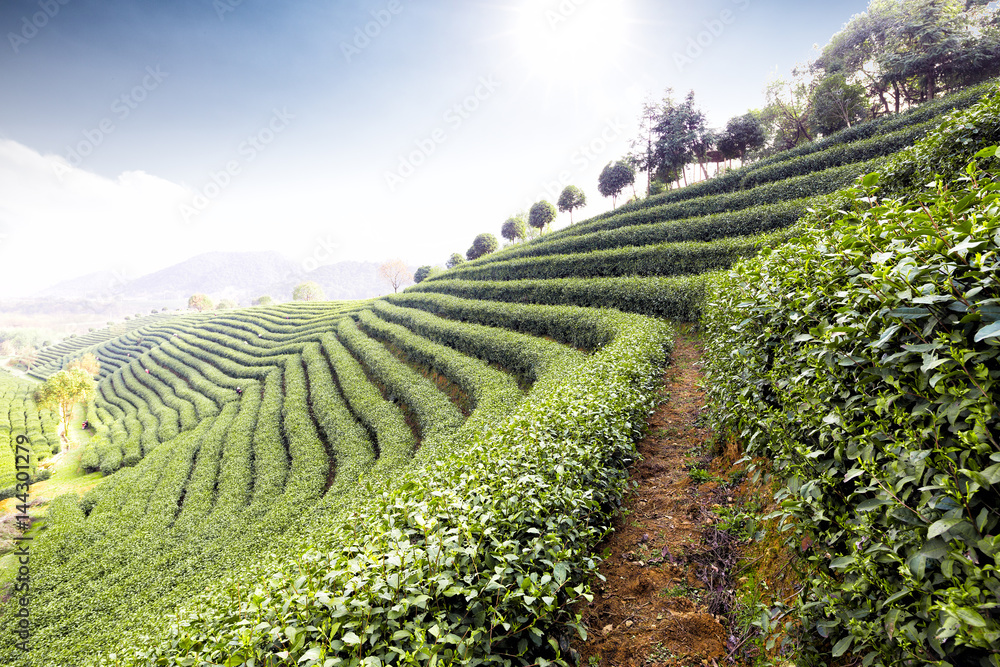 山上的绿茶种植园