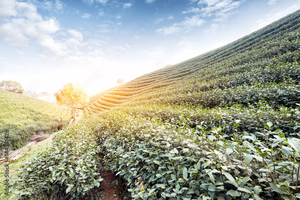 山丘上的绿茶种植园