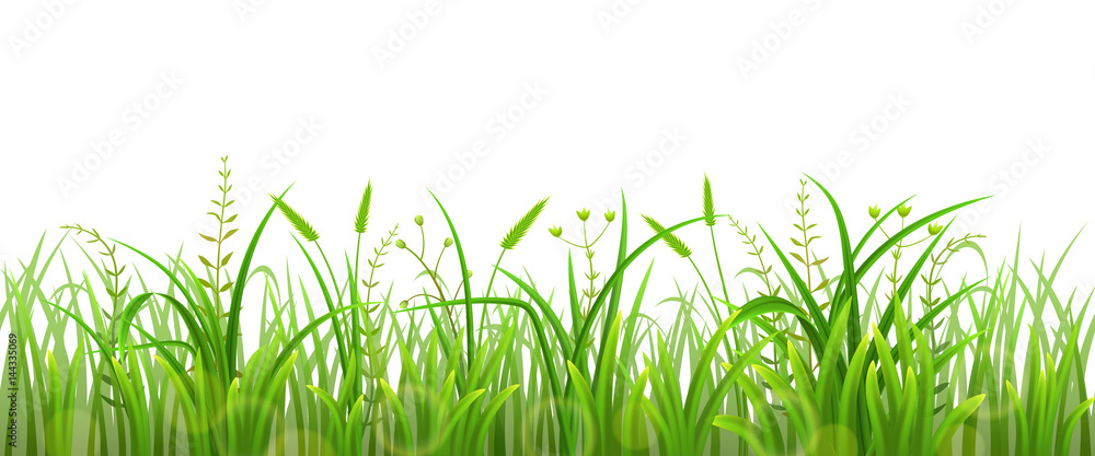 Green grass isolated on white background