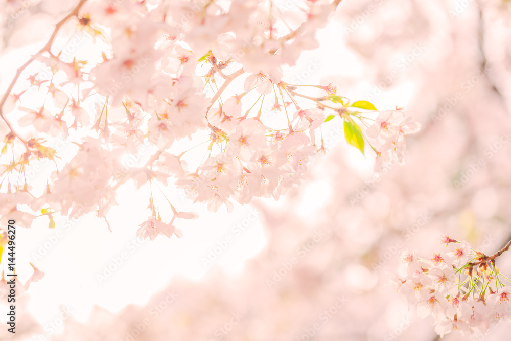 桜