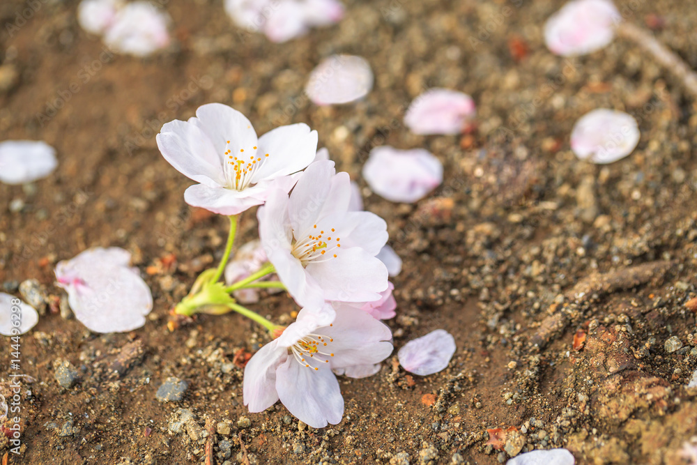 桜