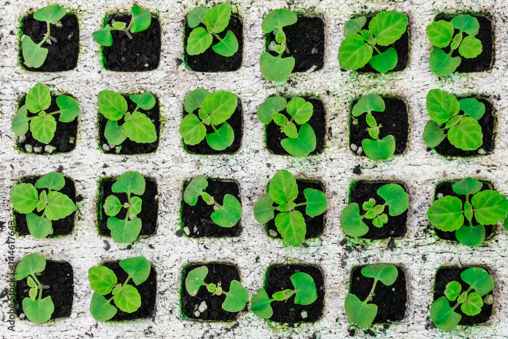 Salvia plant newly sprouting