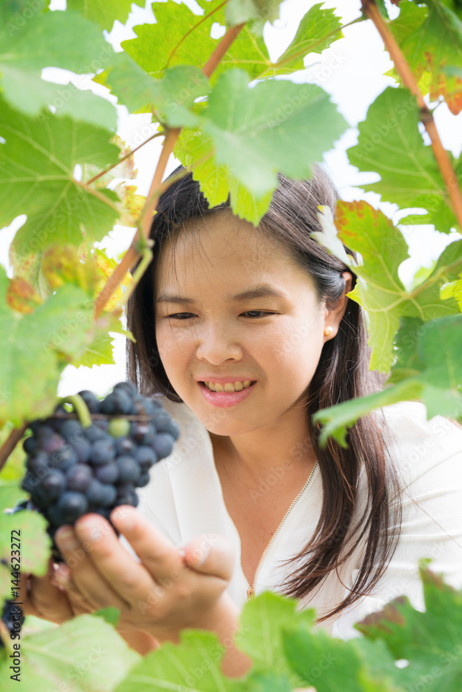 Vineyard worker checking wine grapes in vineyard