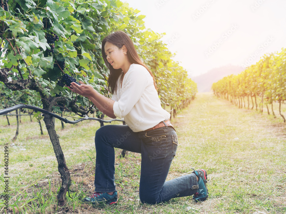 Vineyard worker checking wine grapes in vineyard