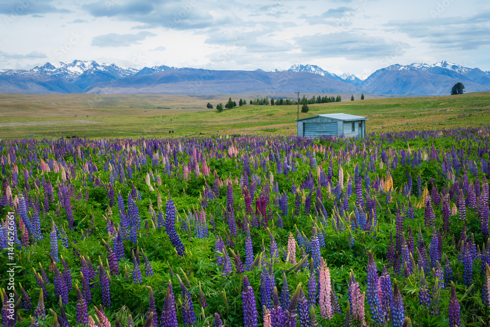 新西兰Tekapo Lupin湖景观