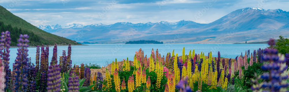 Landscape at Lake Tekapo Lupin Field in New Zealand